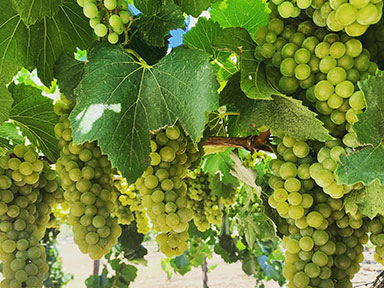 Terra enterprises land development for grapes